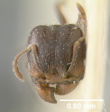 Media type: image;   Entomology 9078 Aspect: head frontal view